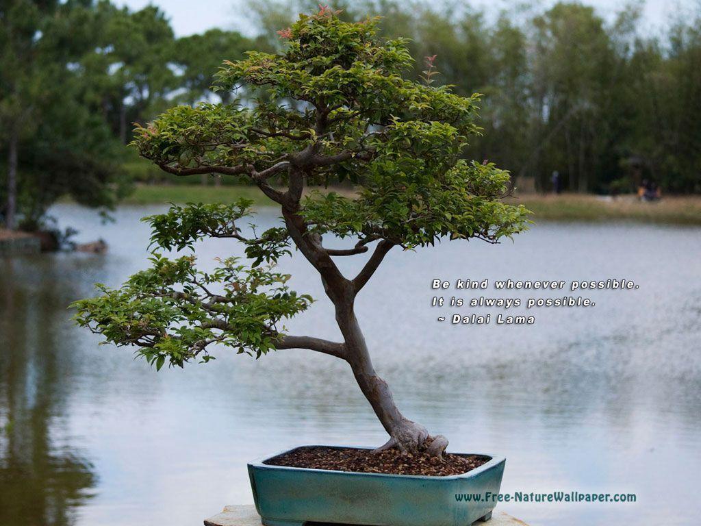 Bonsai Tree Wallpapers Wallpaper Cave