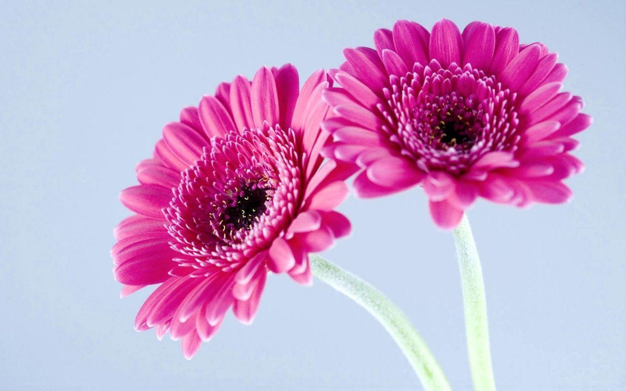 Gerbera Daisies Wallpapers Wallpaper Cave