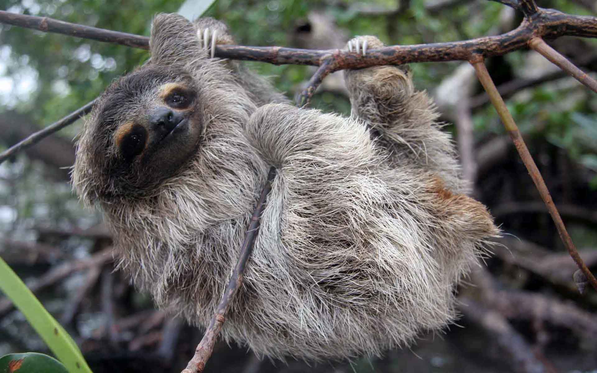 Sloth Wallpapers Wallpaper Cave