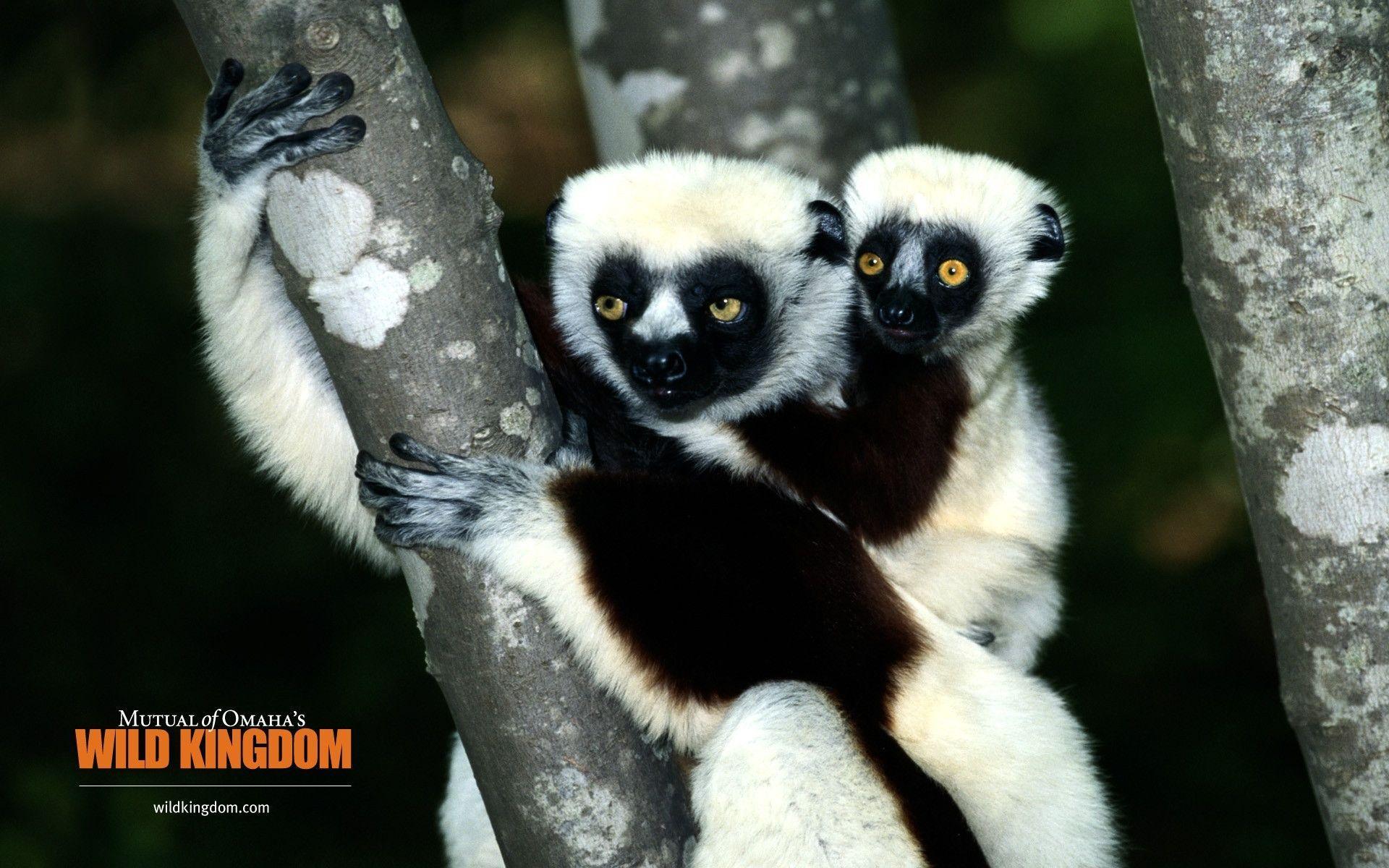 Lemur Wallpapers Wallpaper Cave