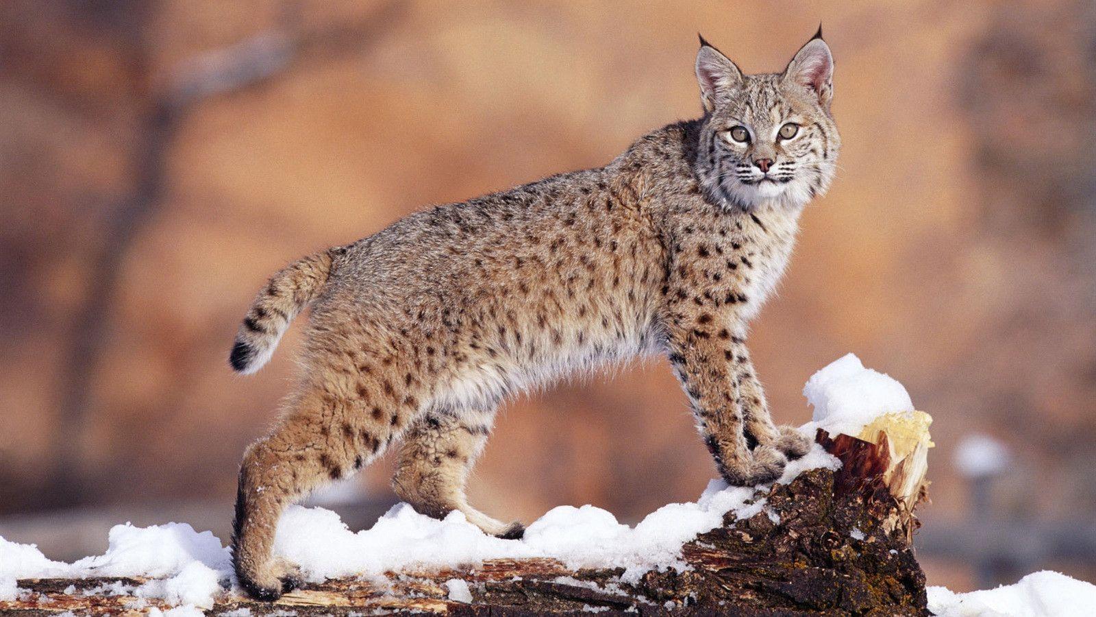 Wildcat Wallpapers Wallpaper Cave