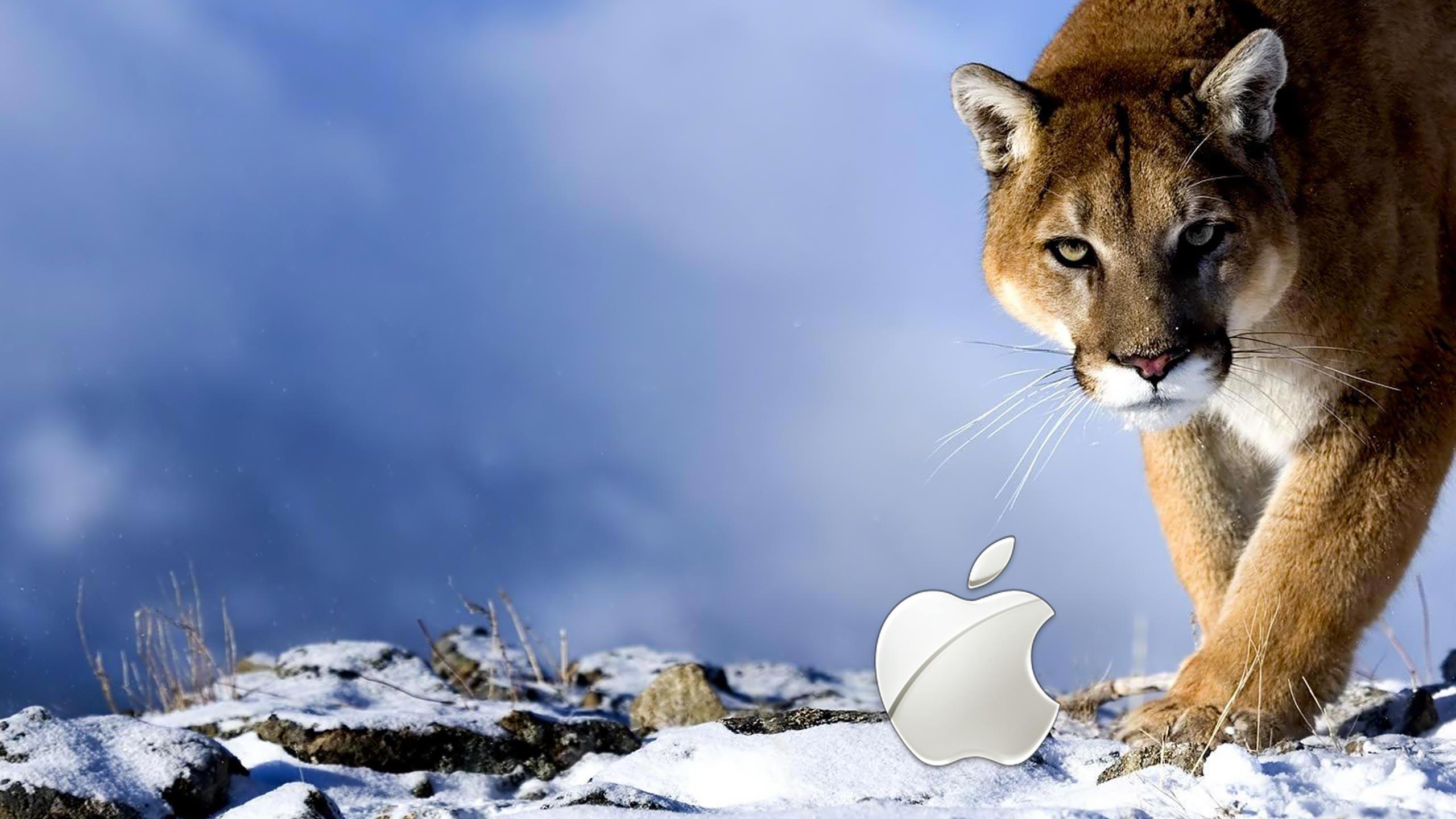 Leopard Apple Wallpapers Wallpaper Cave