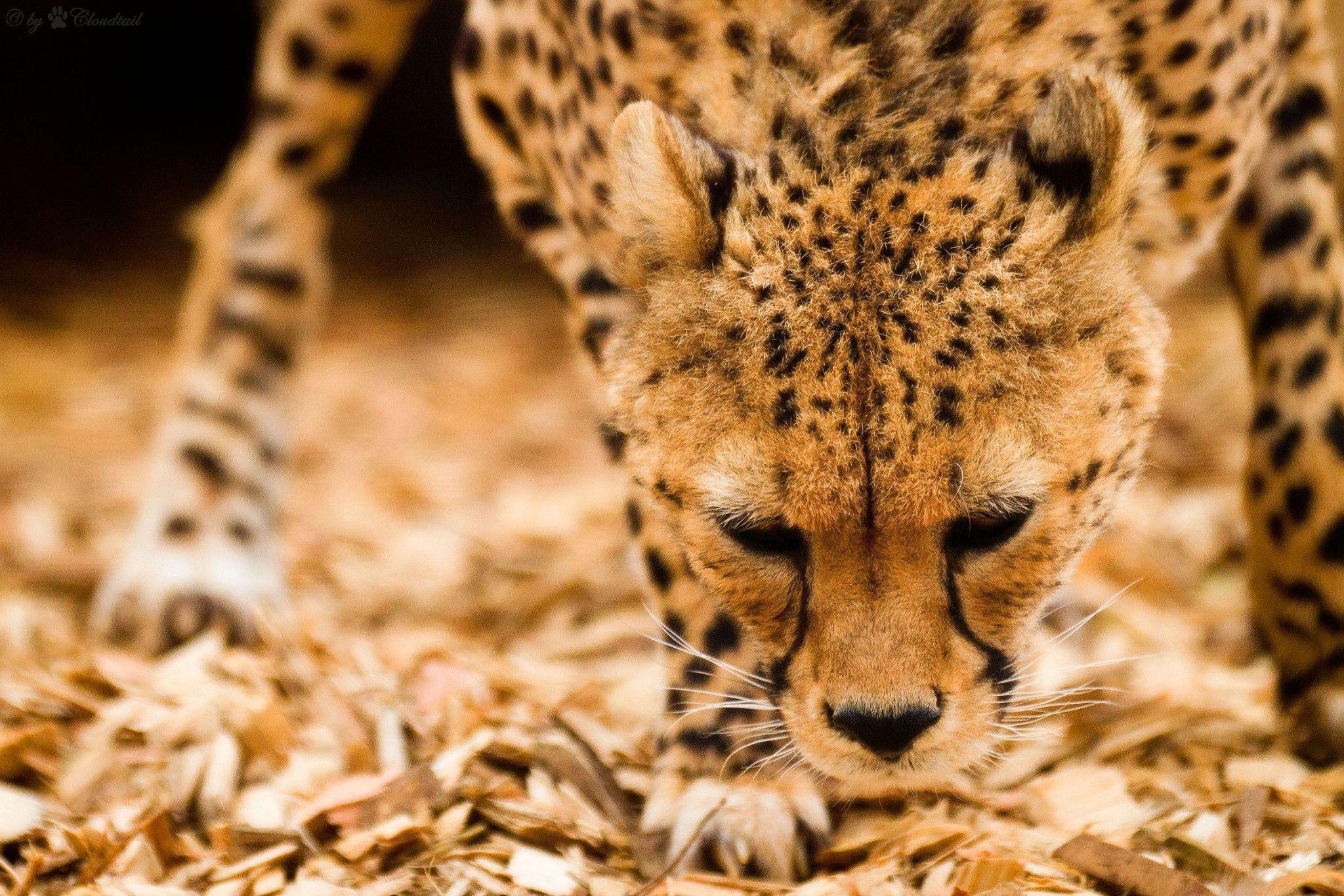 Cheetah Desktop Wallpapers Wallpaper Cave
