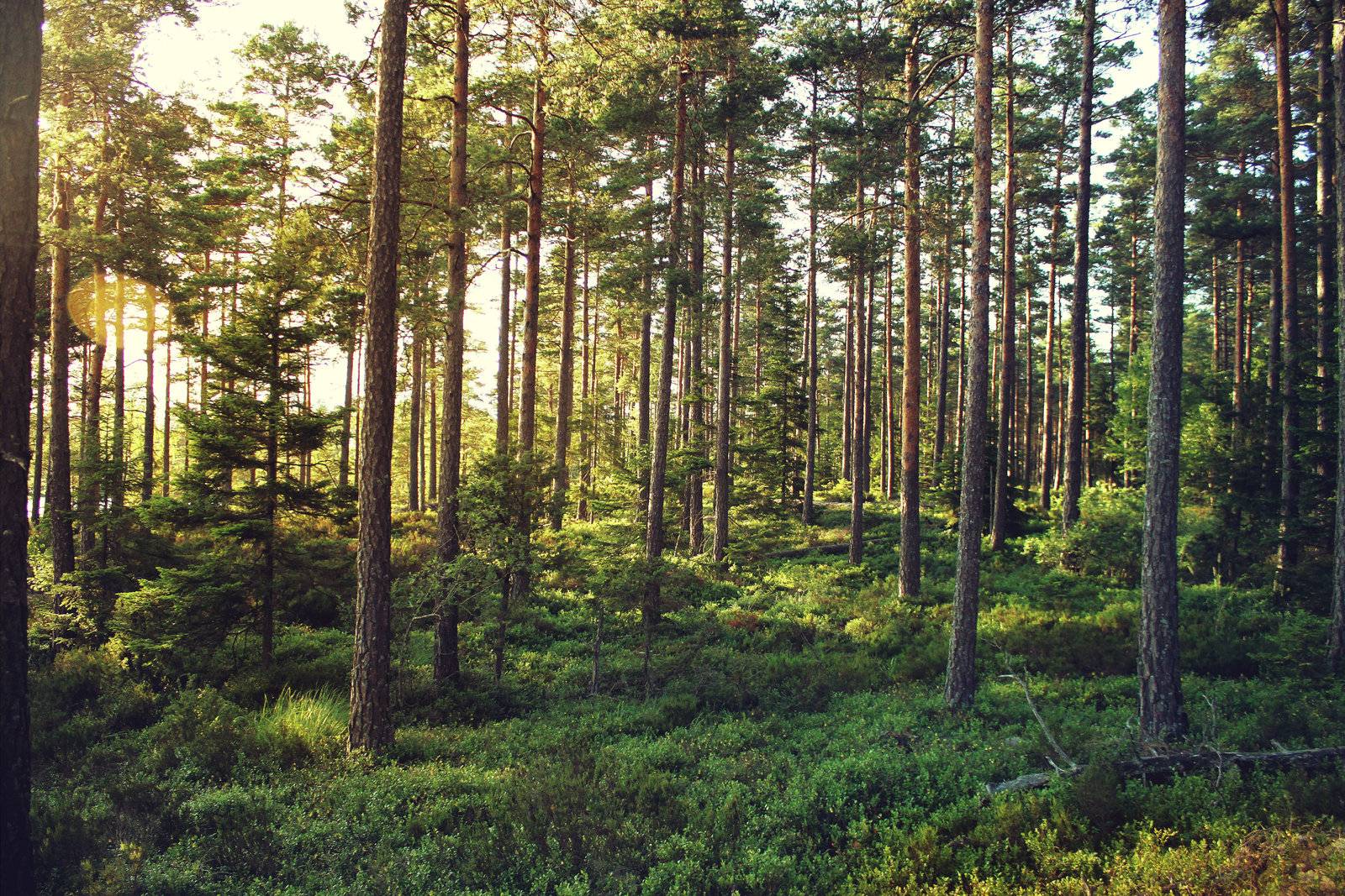 Forrest Wallpapers - Wallpaper Cave