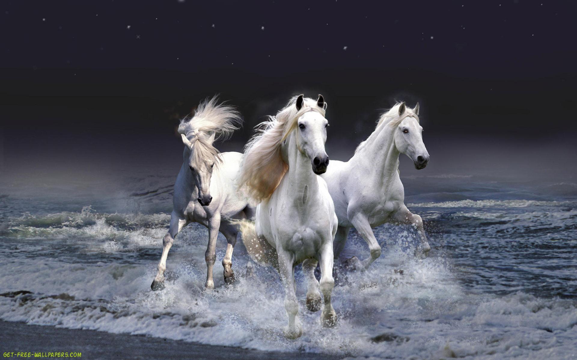 Free Horse Screensavers And Wallpapers Wallpaper Cave