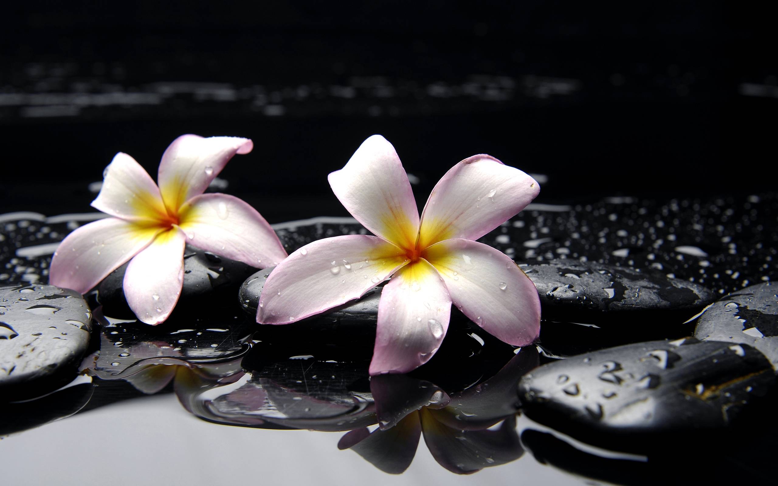 Plumeria Wallpapers Wallpaper Cave