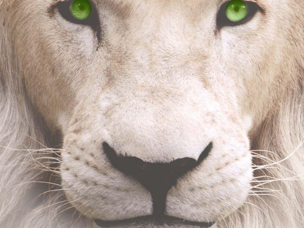 White Lions Wallpapers Wallpaper Cave