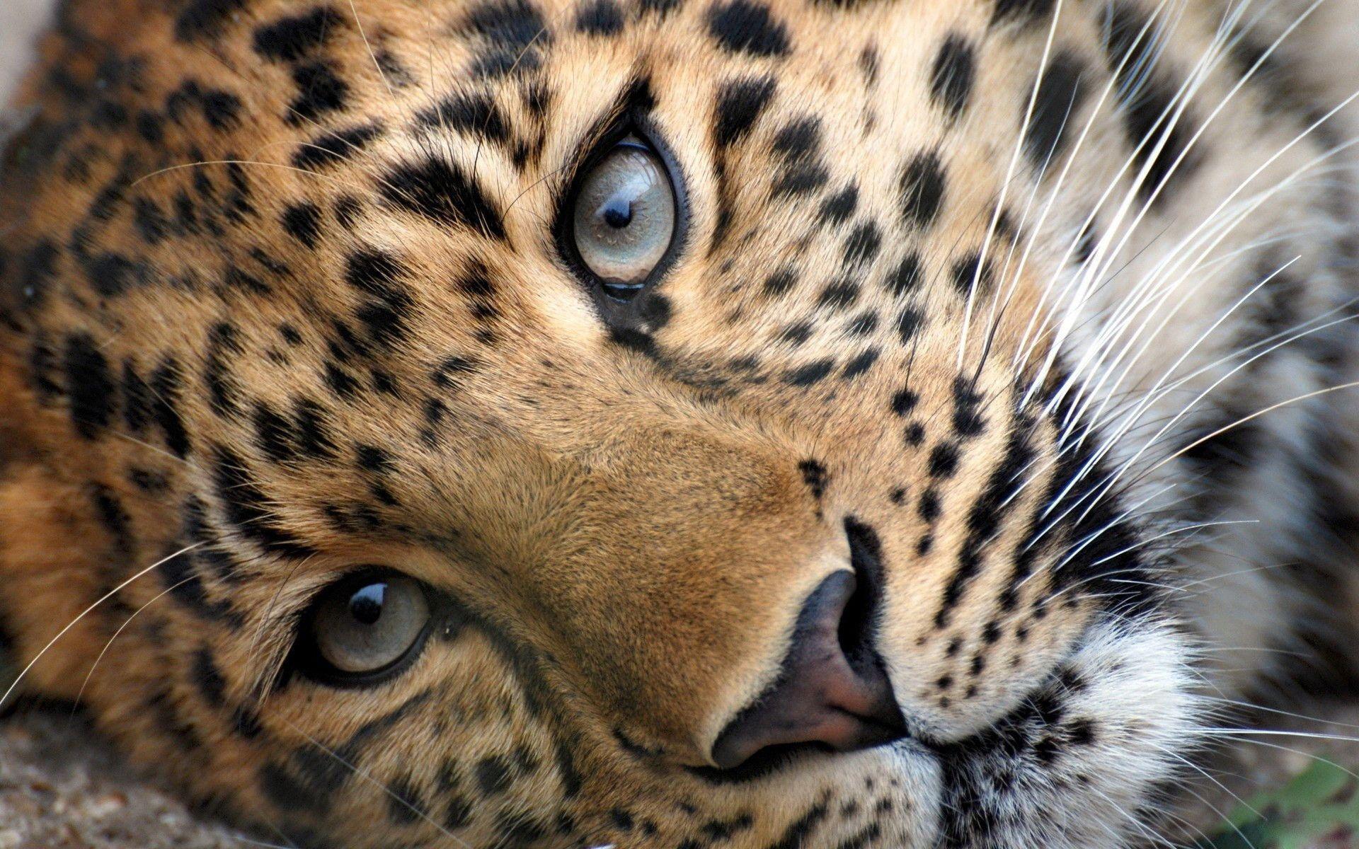 Wild Cats Wallpapers Wallpaper Cave