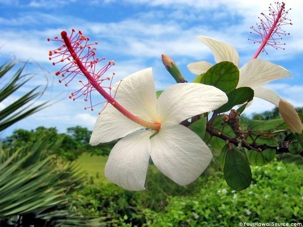 Hawaiian Flower Photos, Download Free Hawaiian Flower.