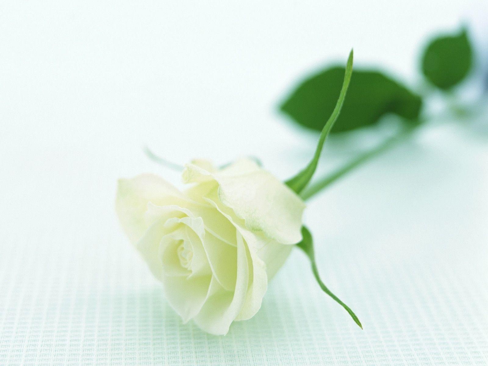 Single White Rose Wallpaper
