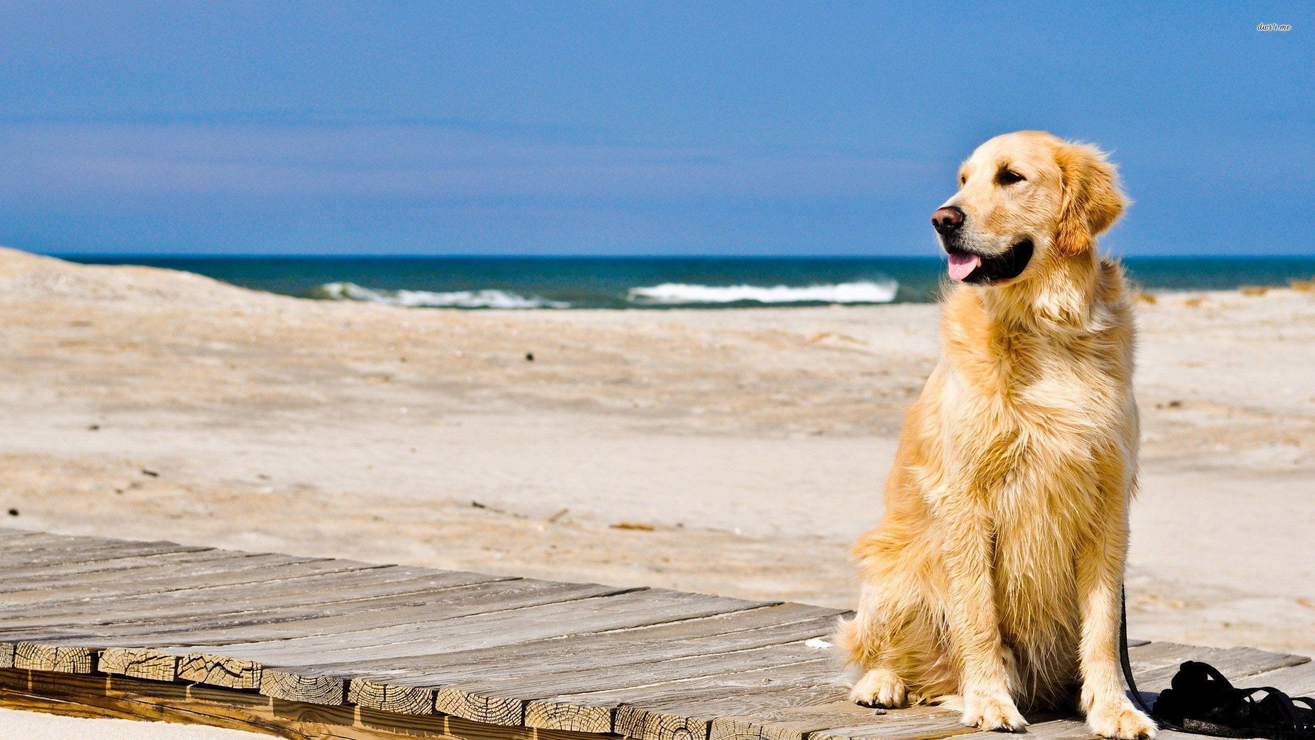 Golden Retriever Wallpapers Wallpaper Cave