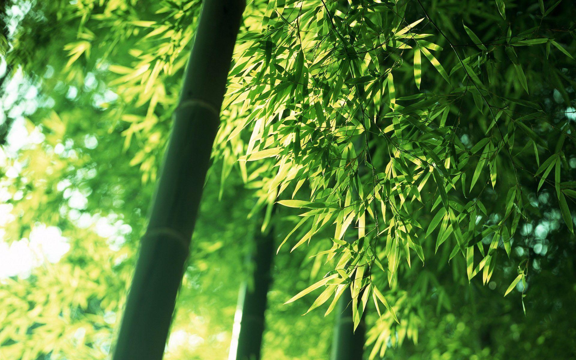 Green Bamboo Wallpapers Wallpaper Cave