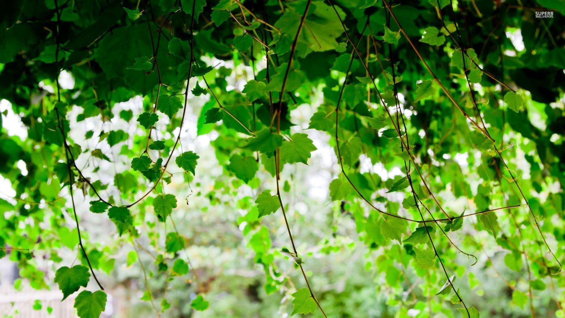 Ivy Wallpapers Wallpaper Cave