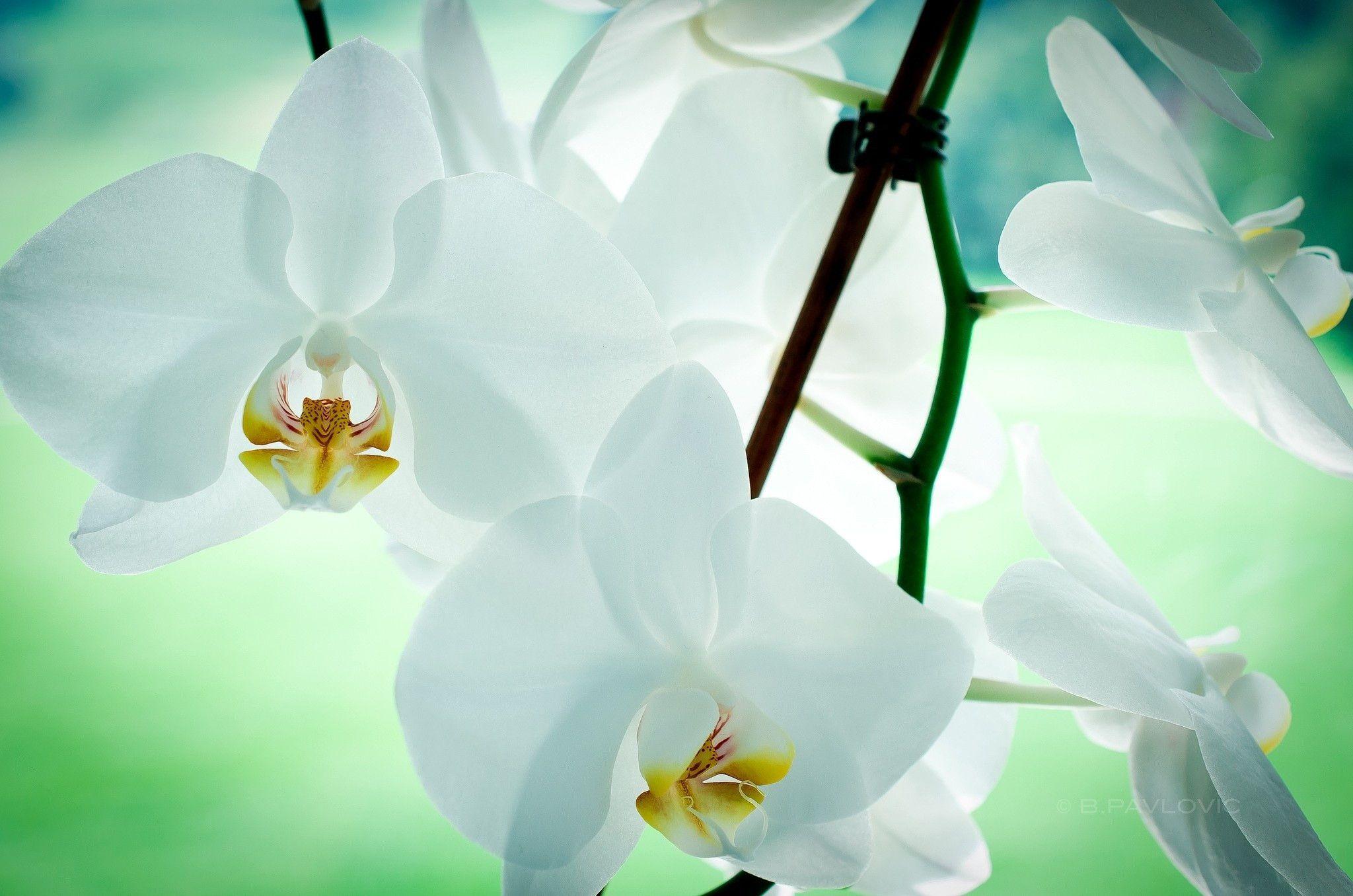 White Orchid Wallpapers Wallpaper Cave