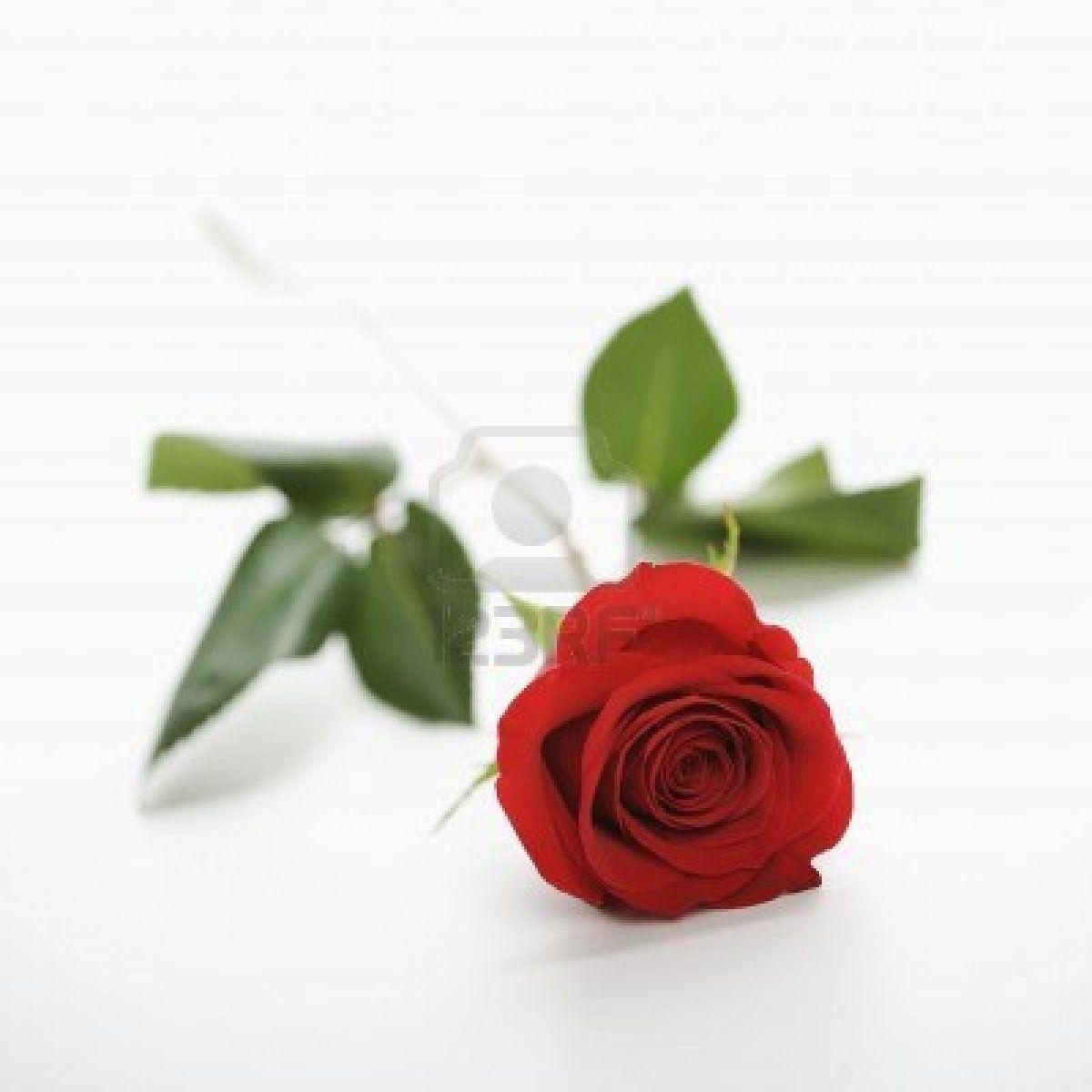 Red Rose With White Backgrounds Wallpaper Cave