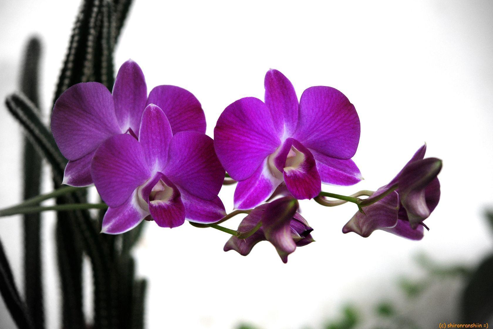 Purple Orchid Wallpapers Wallpaper Cave