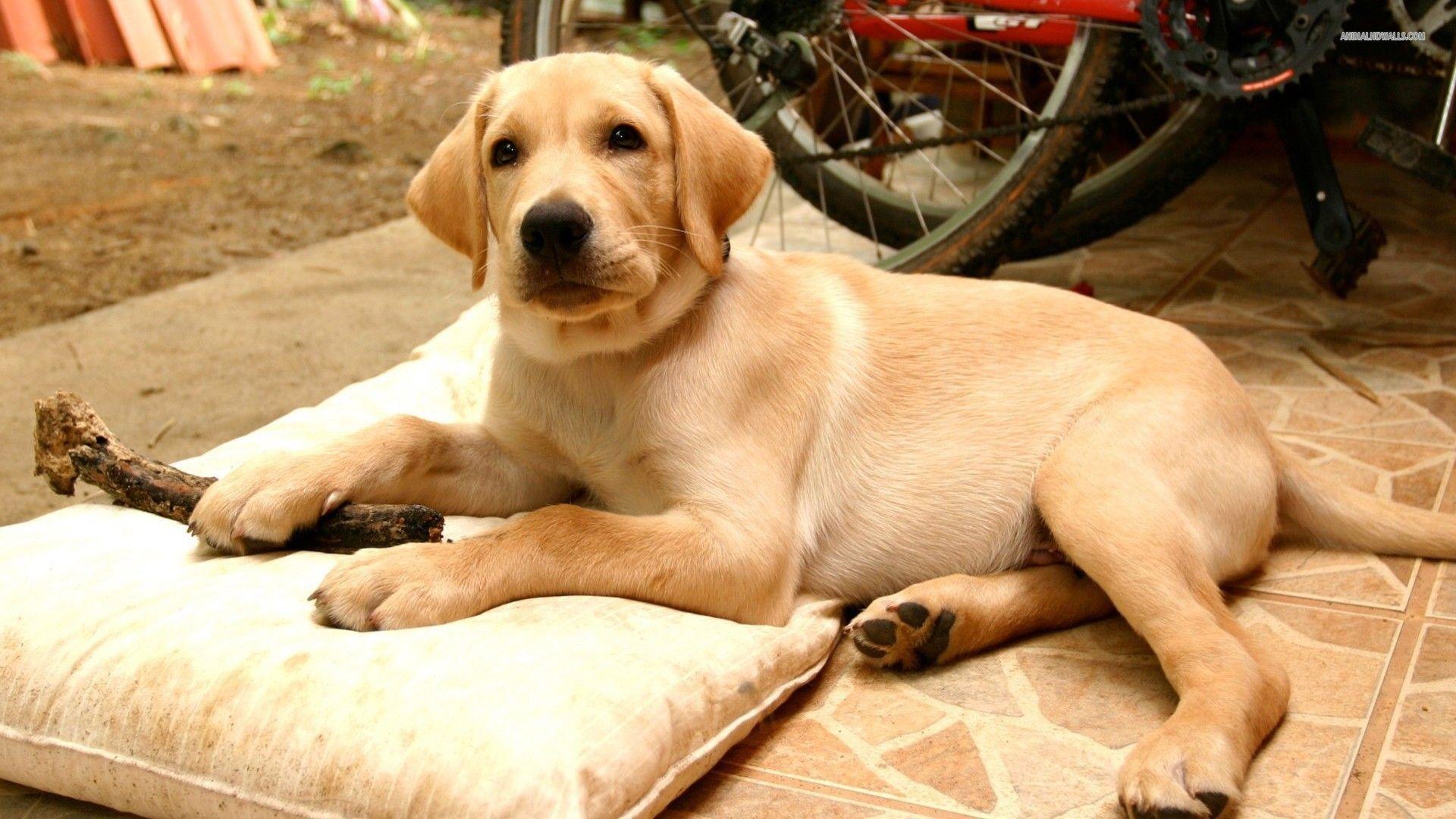 Labrador Wallpapers Wallpaper Cave