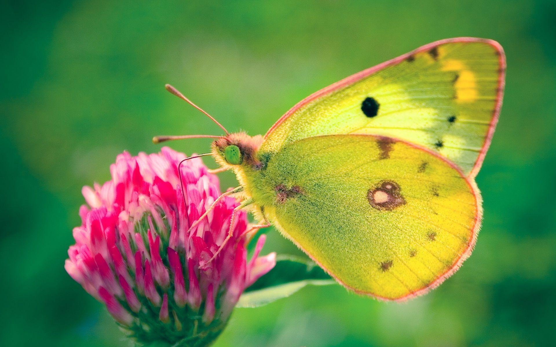 Free Butterfly Desktop Backgrounds Wallpaper Cave