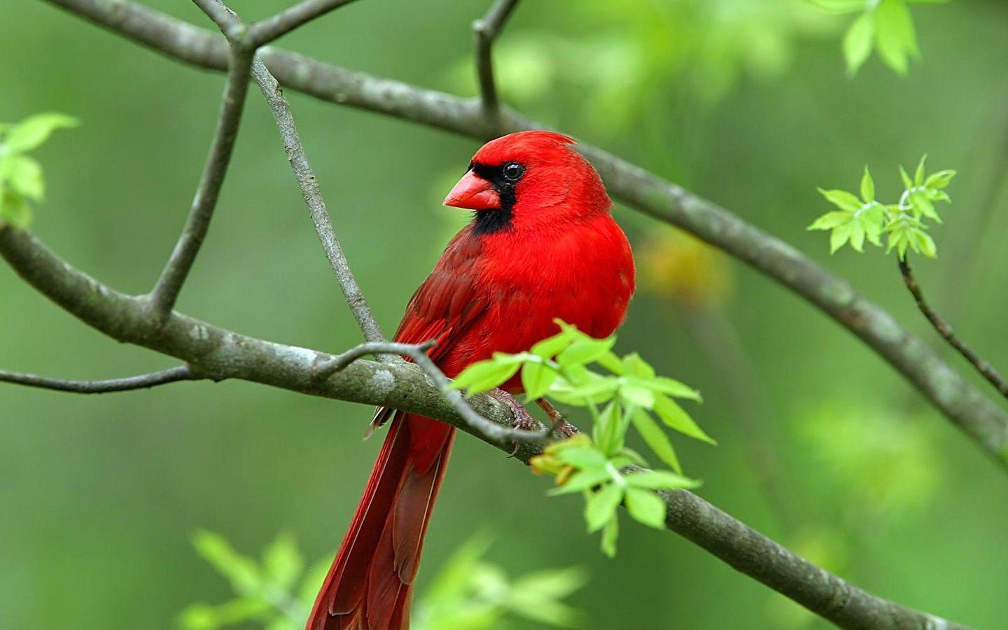 Red Bird Wallpapers Wallpaper Cave