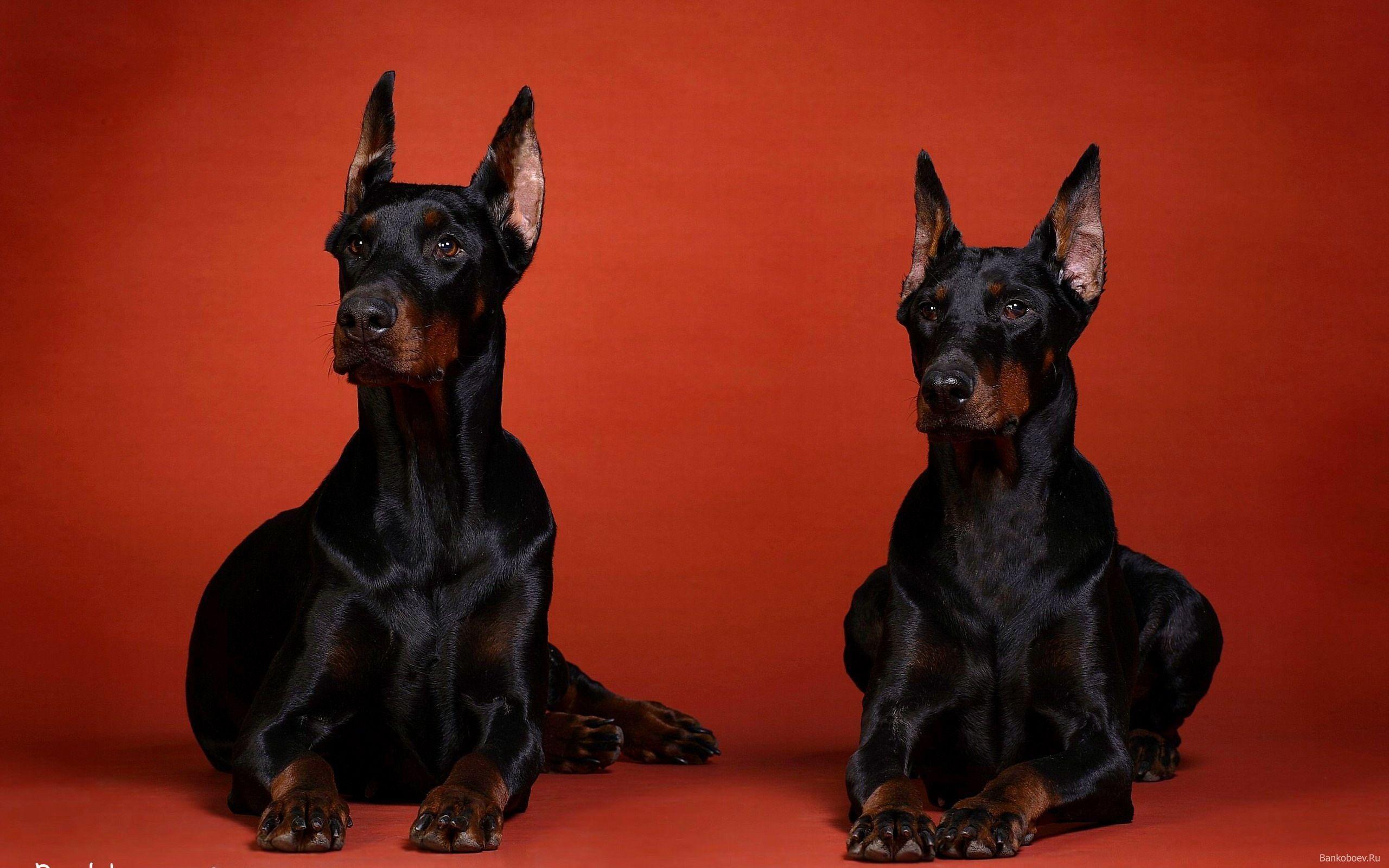 Doberman Wallpapers Wallpaper Cave