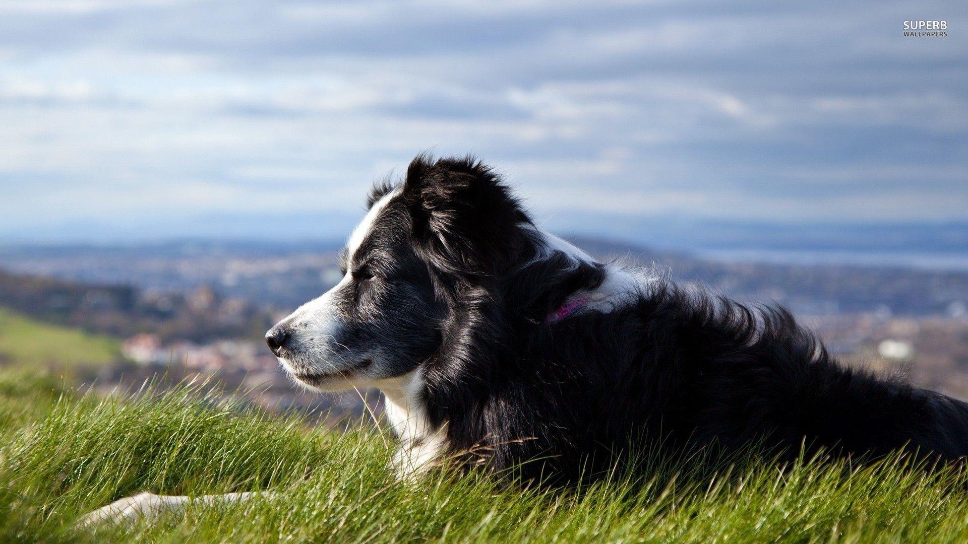 Border Collie Wallpapers Wallpaper Cave