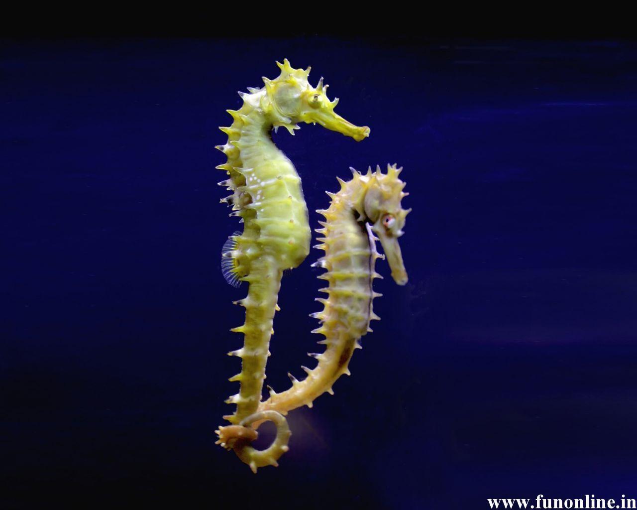 Seahorse Wallpapers Wallpaper Cave