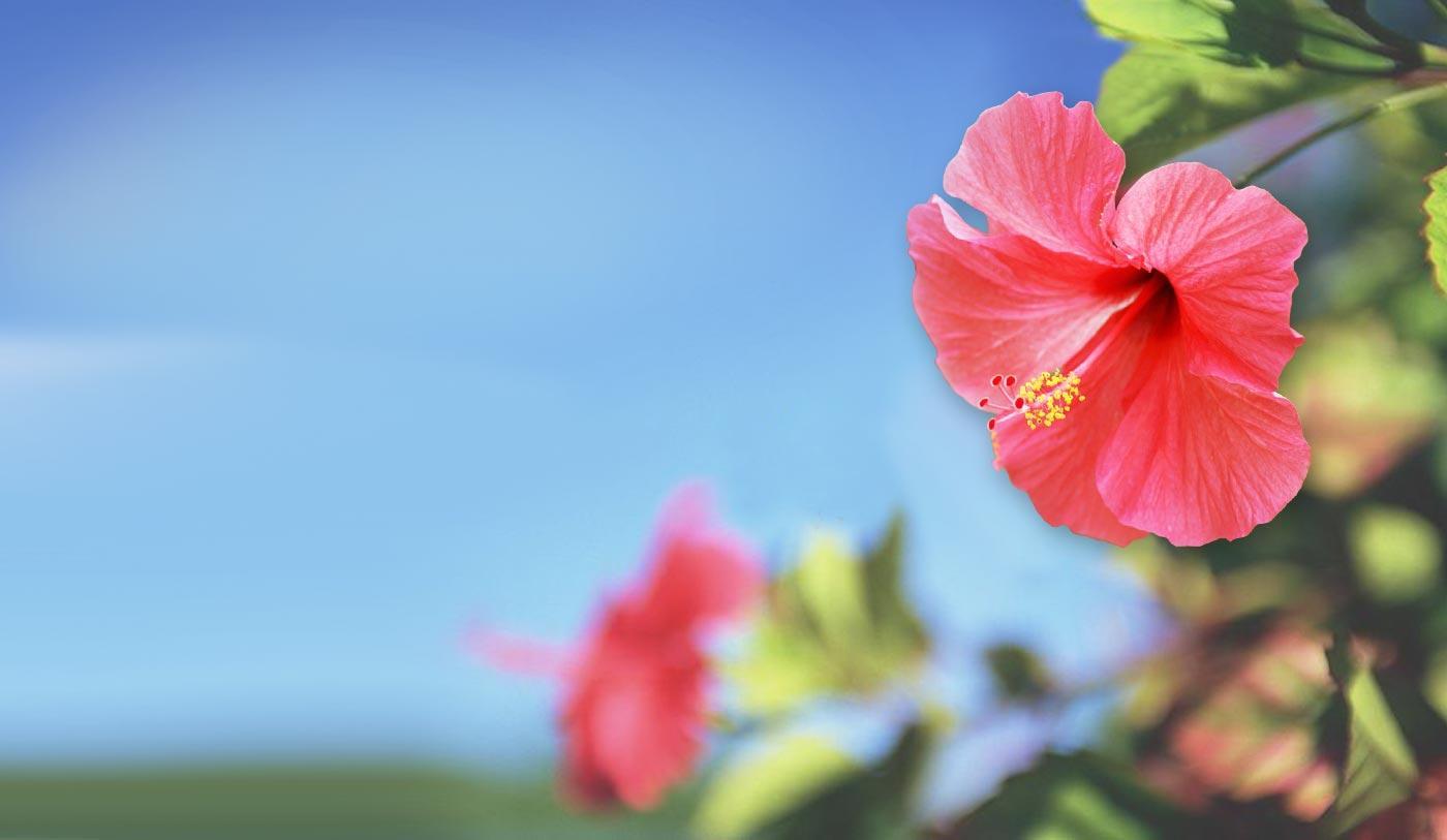 Hibiscus Backgrounds Wallpaper Cave
