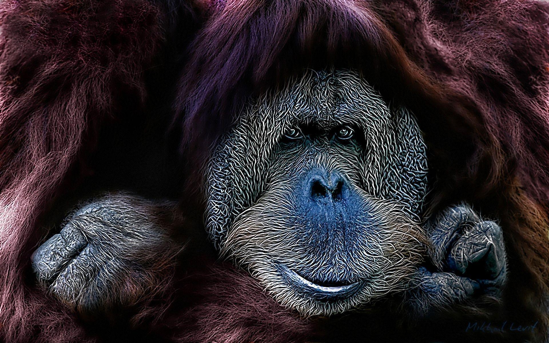 Gorilla Wallpapers Wallpaper Cave