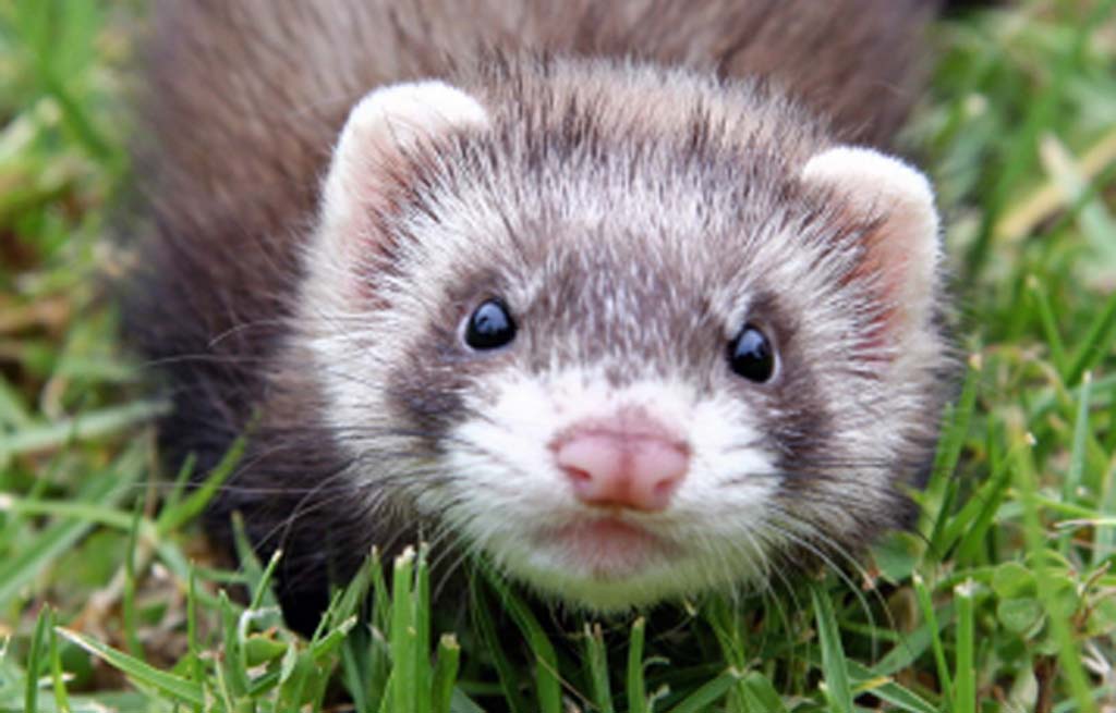 Ferret Wallpapers Wallpaper Cave