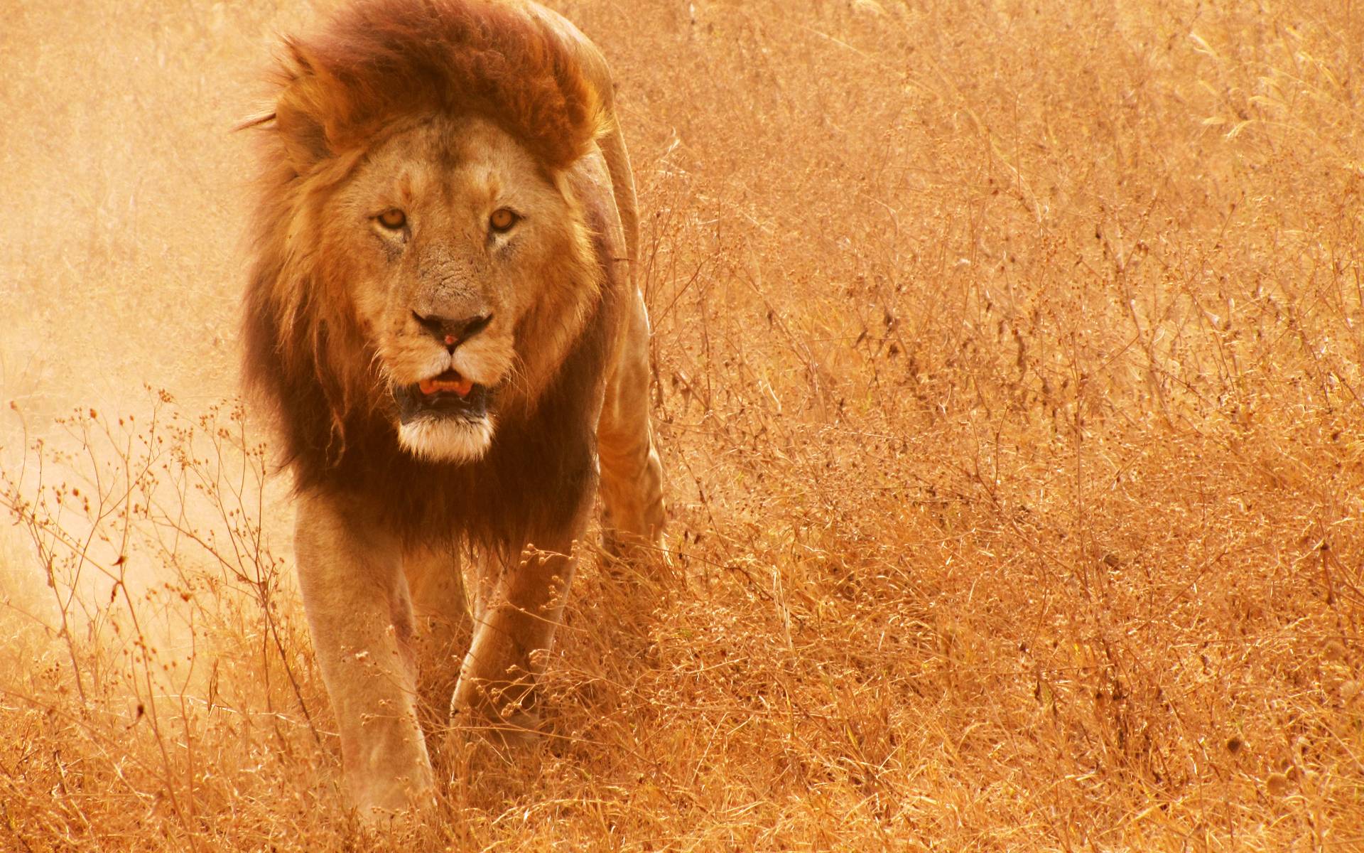 Lion Wallpapers Wallpaper Cave