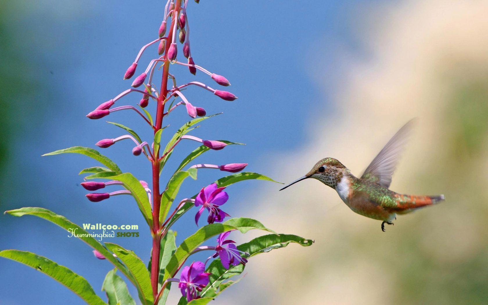 Hummingbirds Wallpapers Wallpaper Cave