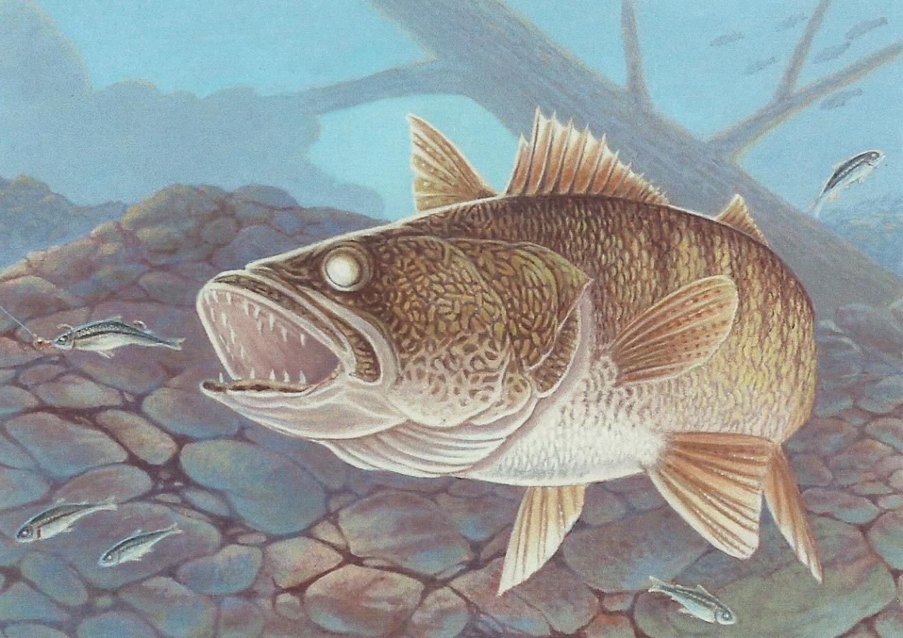 Walleye Wallpapers Wallpaper Cave