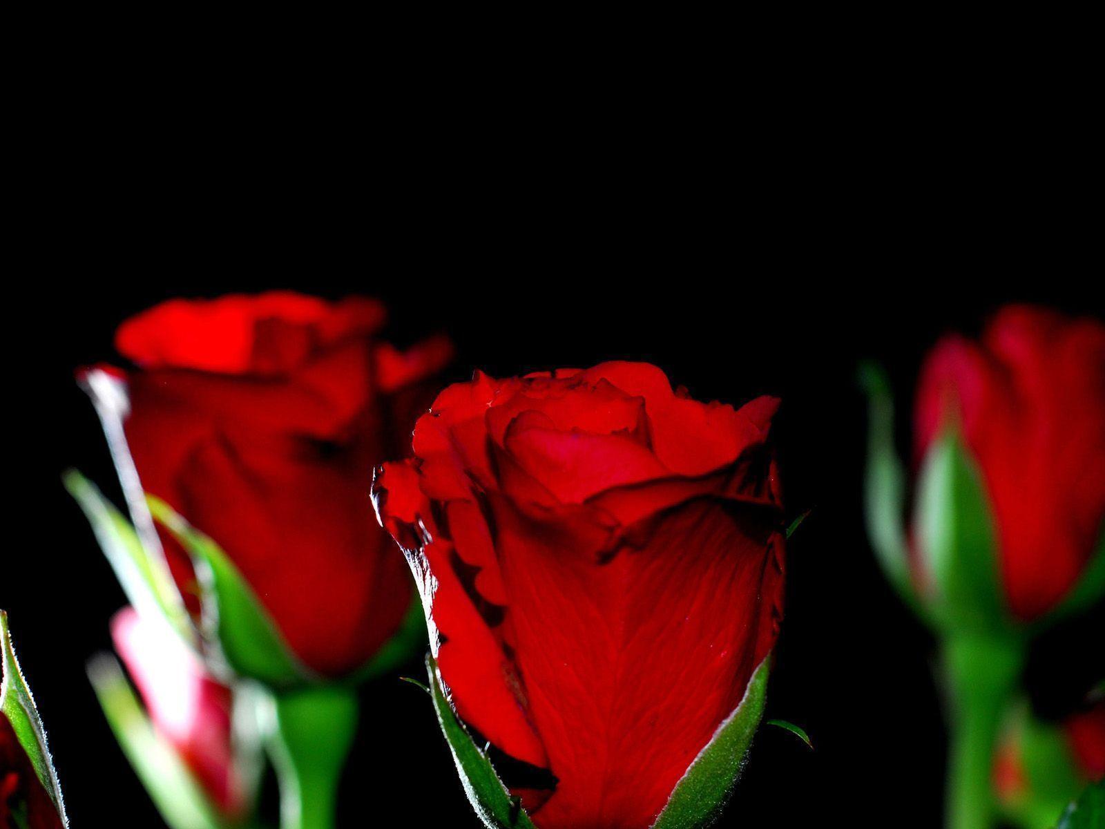 Free Red Rose Wallpapers Wallpaper Cave