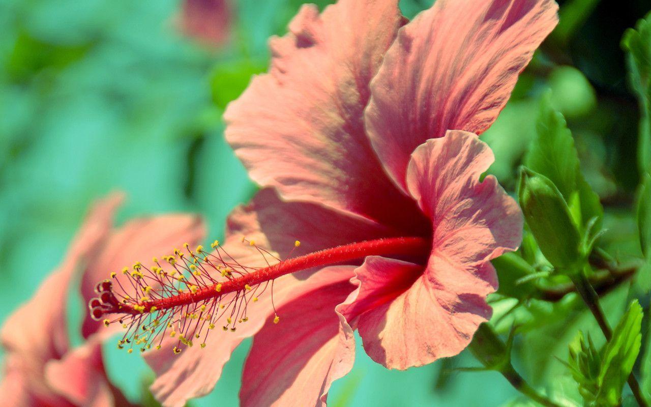 Hibiscus Flower Wallpapers Wallpaper Cave