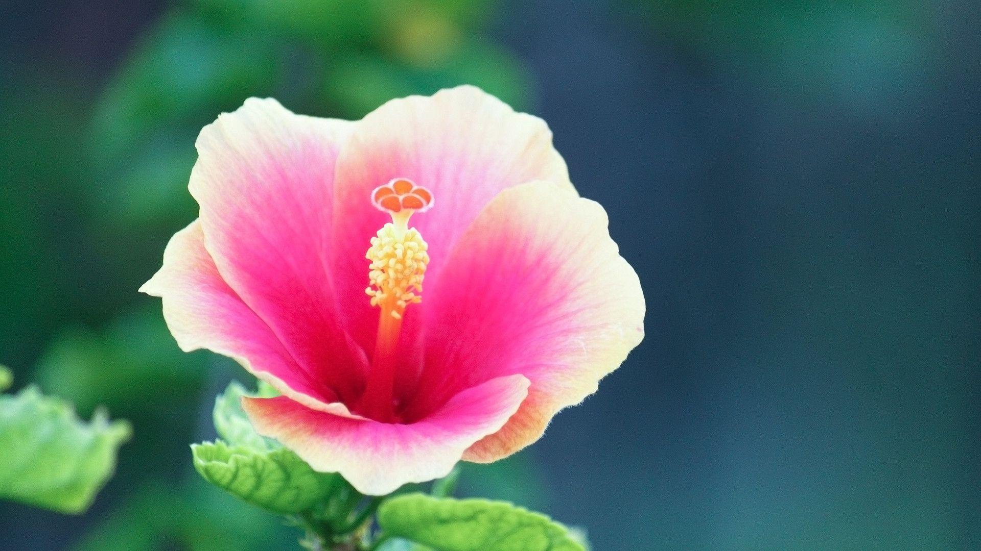 Hibiscus Wallpapers Wallpaper Cave