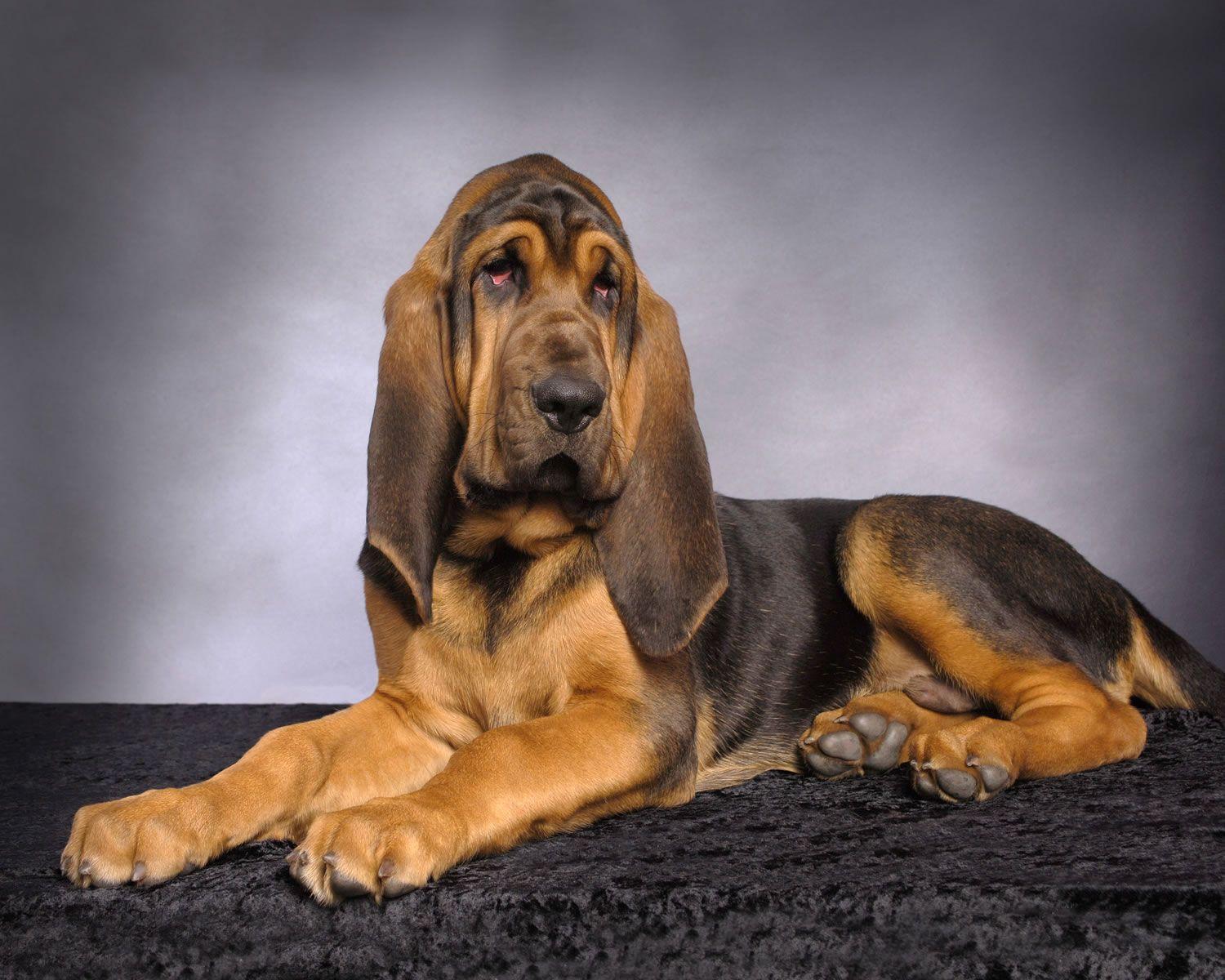 Bloodhound Wallpapers Wallpaper Cave
