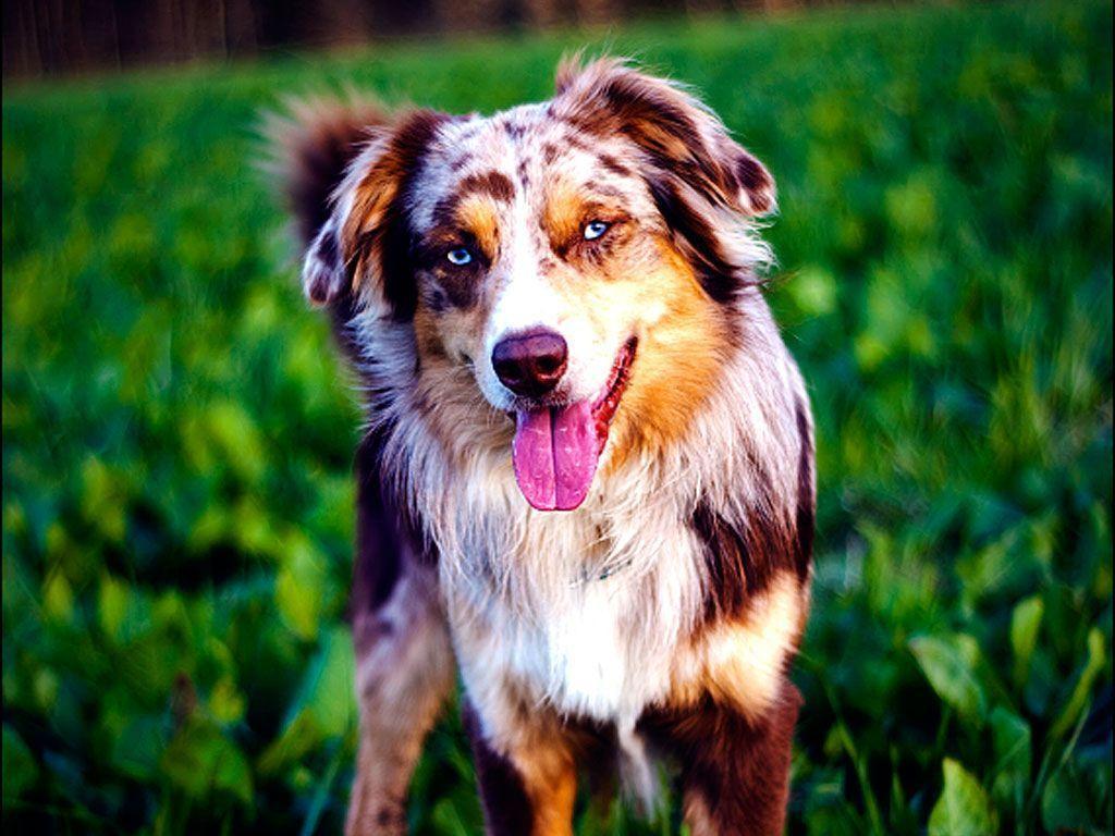 Australian Shepherd Wallpapers Wallpaper Cave