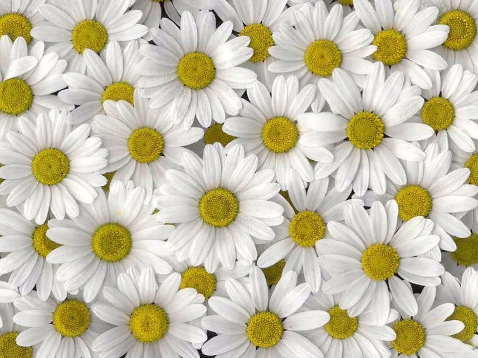 Daisy Wallpapers Wallpaper Cave