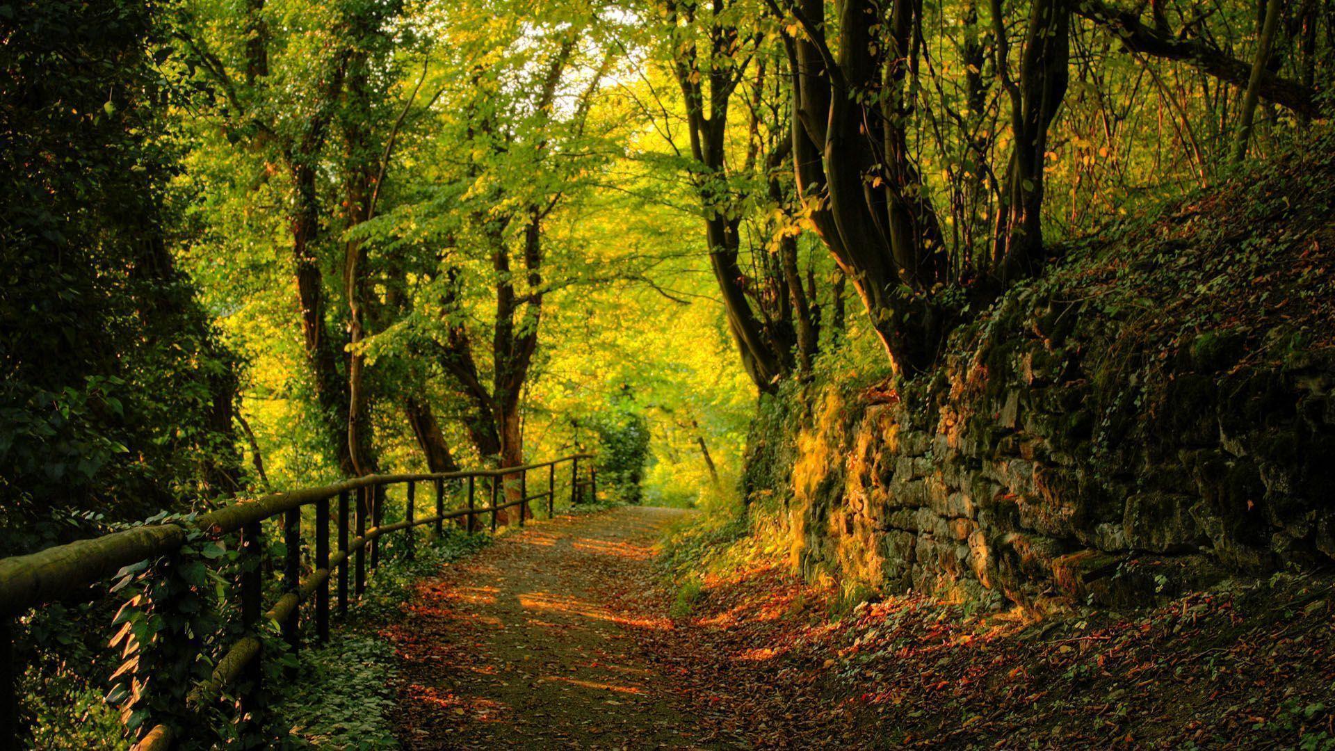HD Forest Wallpapers Wallpaper Cave