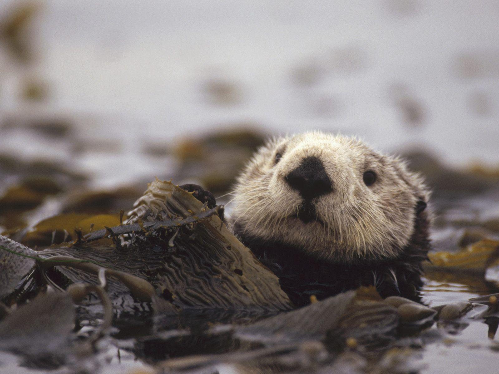 Sea Otter Wallpapers Wallpaper Cave