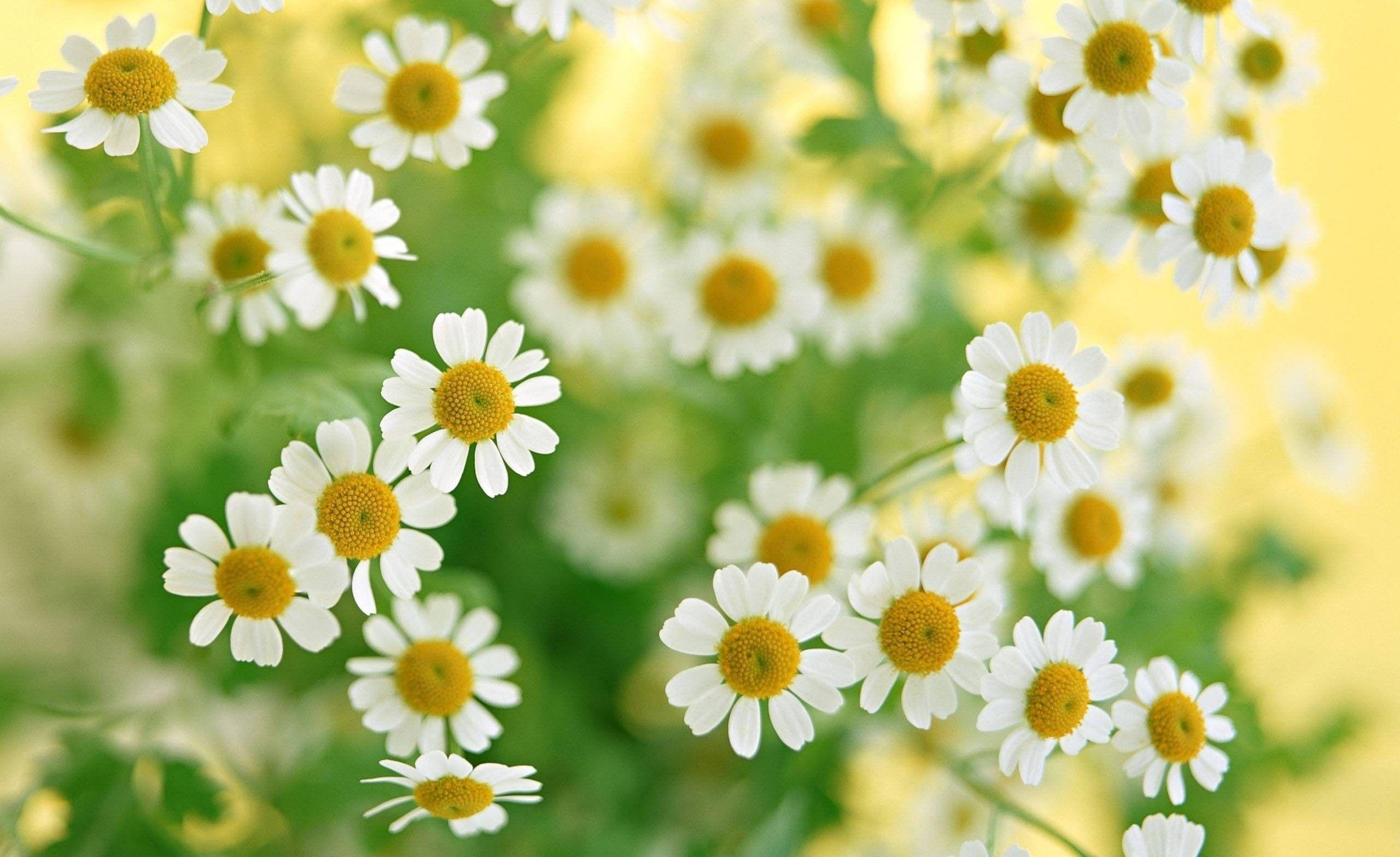Summer Flower Backgrounds Wallpaper Cave