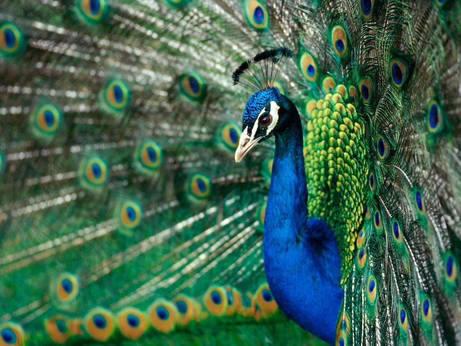 Peacock Wallpapers Wallpaper Cave