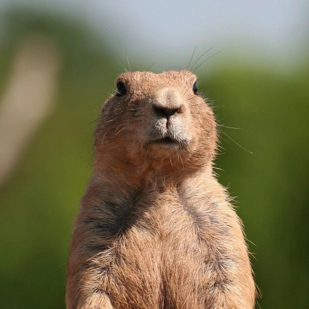 Groundhog Wallpapers Wallpaper Cave