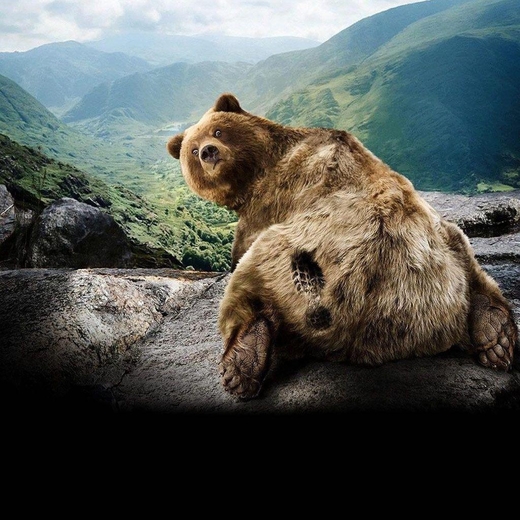 Grizzly Bear Backgrounds Wallpaper Cave