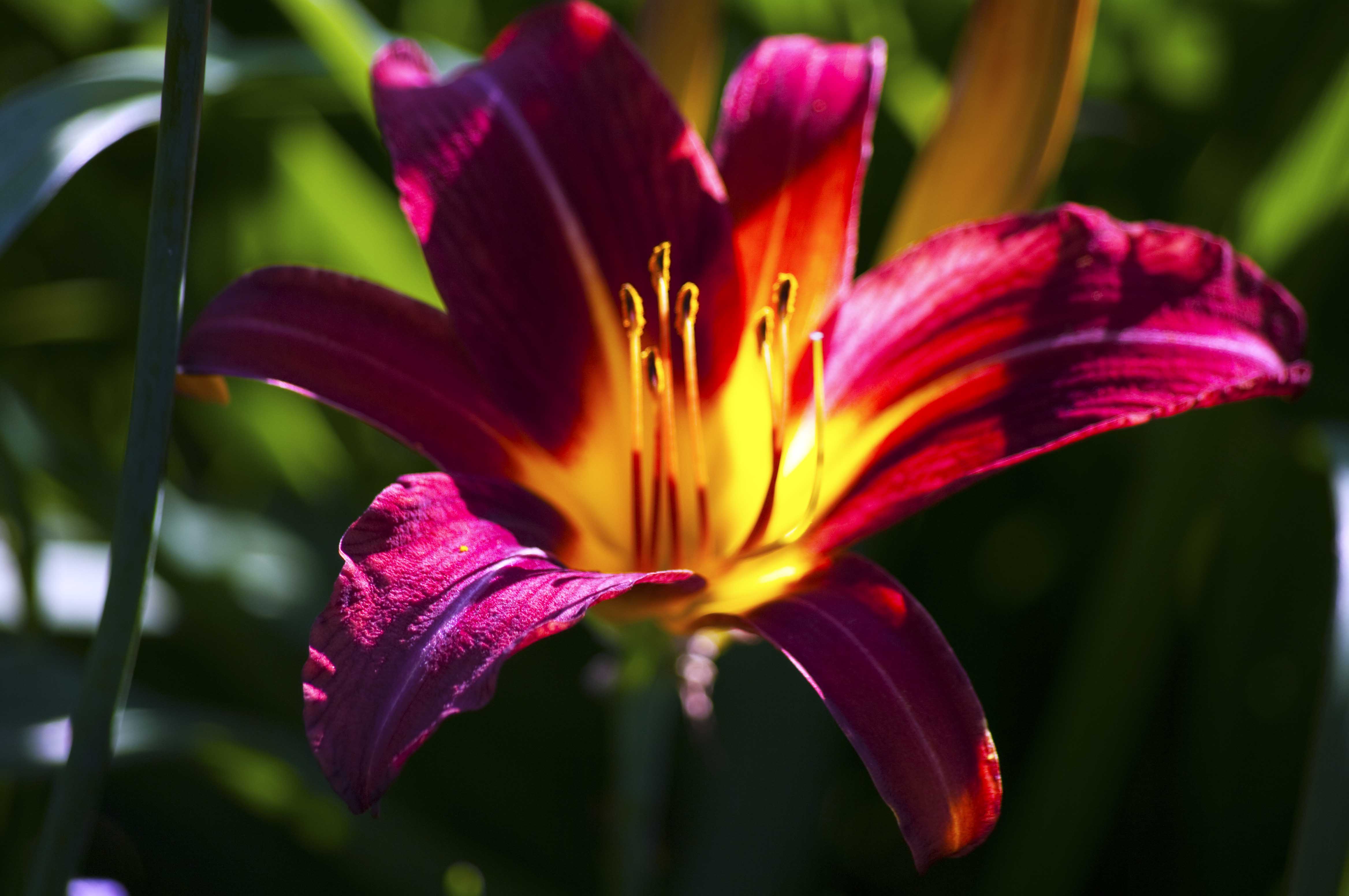 Tiger Lily Wallpapers Wallpaper Cave