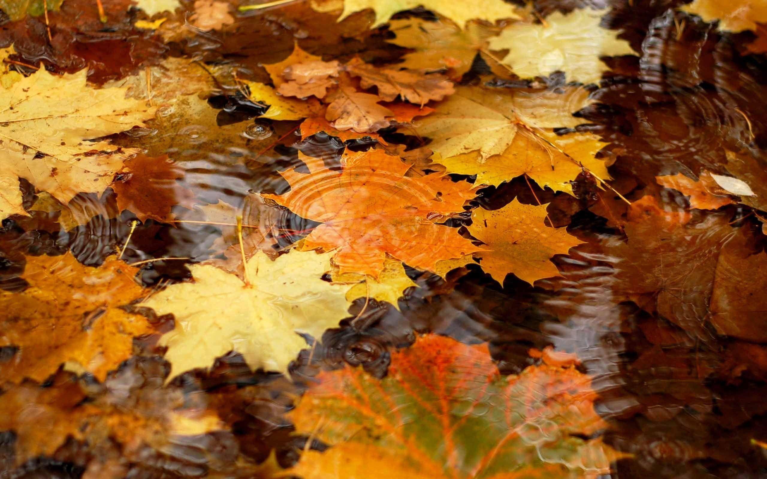 Free Autumn Wallpapers For Desktop Wallpaper Cave