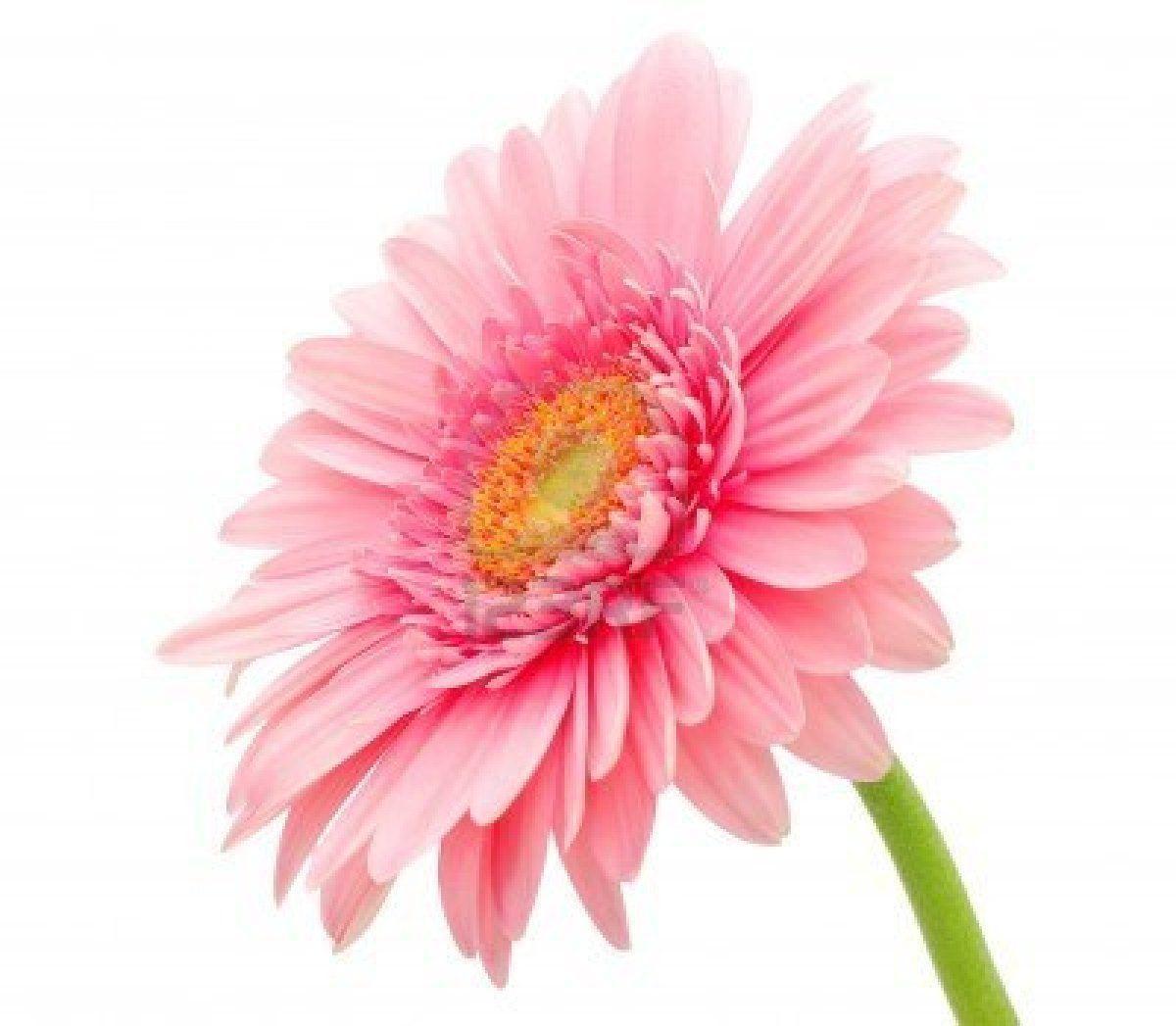 Pink Daisy Wallpapers Wallpaper Cave