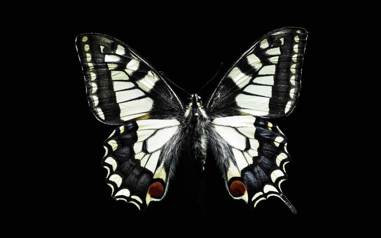 Butterfly Black Backgrounds Wallpaper Cave