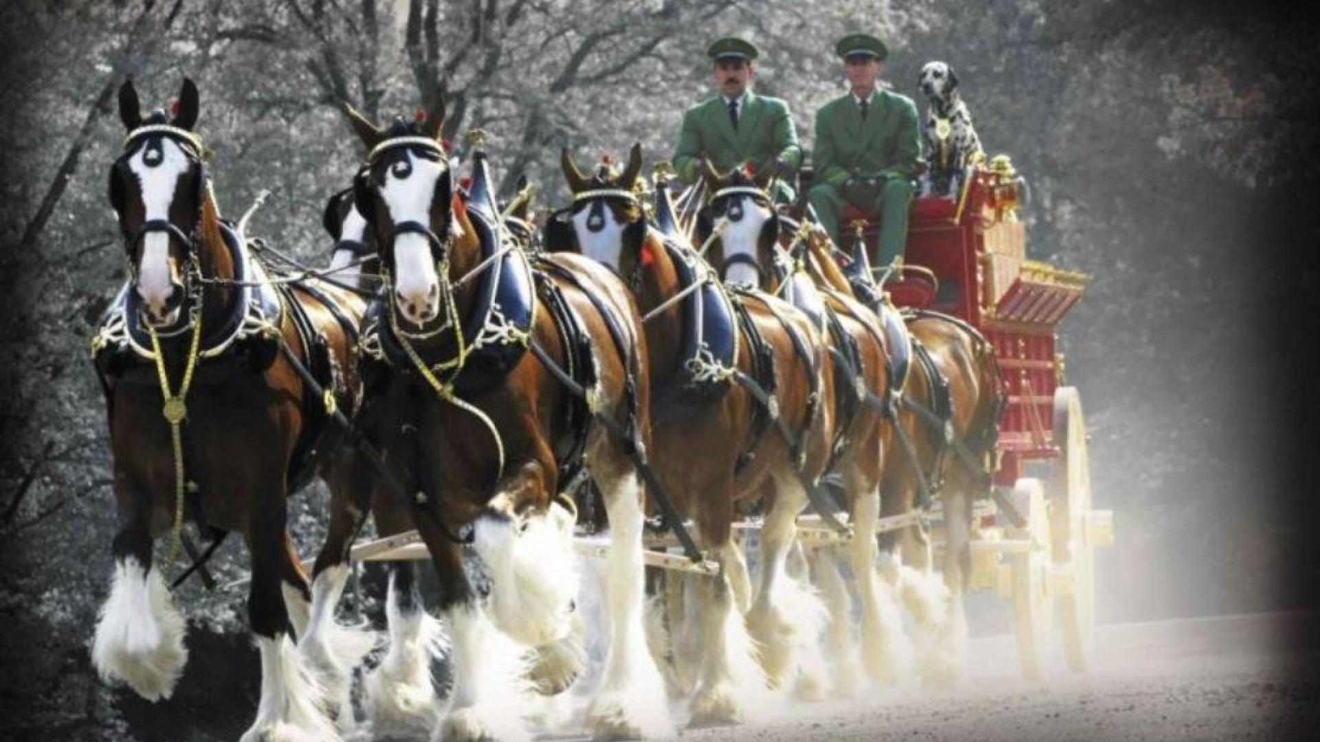 Clydesdale Wallpapers Wallpaper Cave