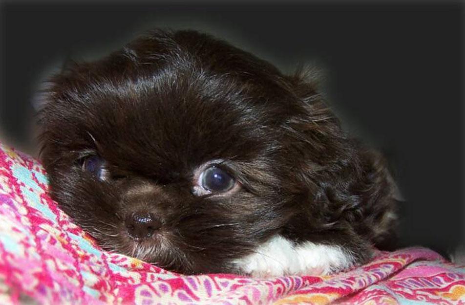 Shih Tzu Wallpapers Wallpaper Cave